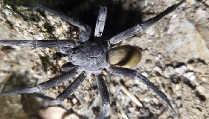 Arañas del tamaño de pelotas de softball descubiertas en minas abandonadas de México