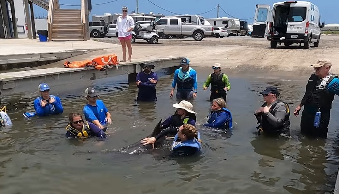 Delfines atrapados durante dos años en un estanque, serán liberados 2 Delfines atrapados durante dos años en un estanque, serán liberados