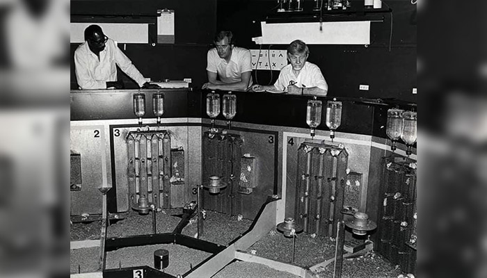 Universo 25: El aterrador estudio que predijo la extinción humana