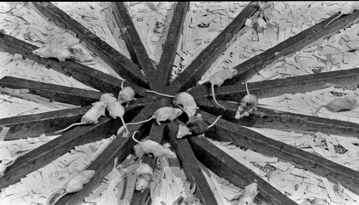 Universo 25: El aterrador estudio que predijo la extinción humana