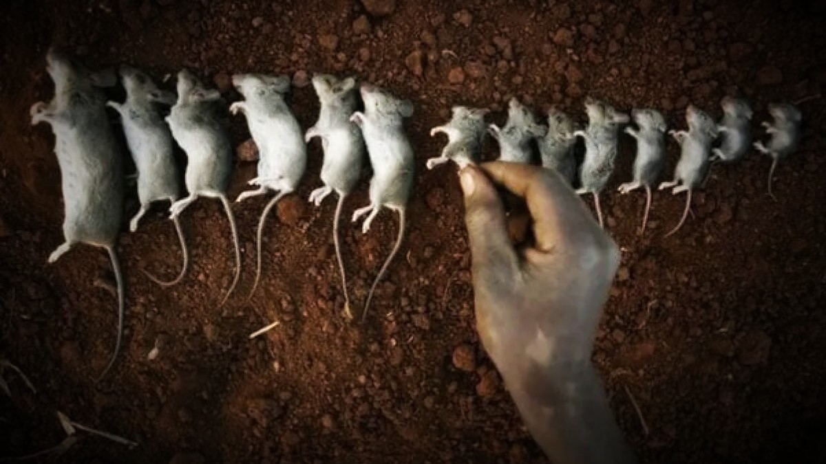 Universo 25: El aterrador estudio que predijo la extinción humana