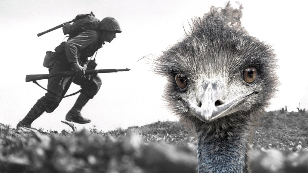 Guerra del Emú: cuando Australia perdió contra las aves