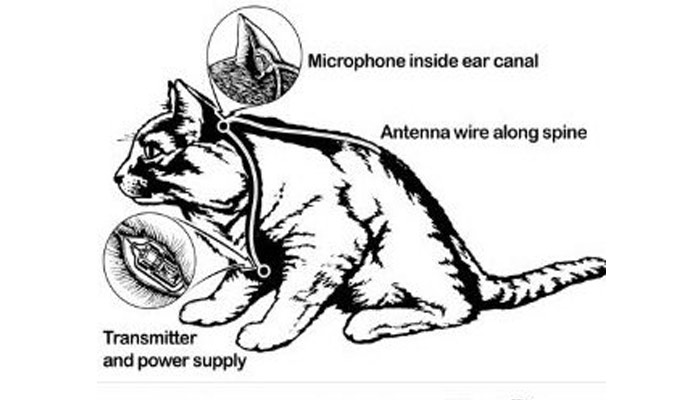Operación Gatito Acústico: Cuando la CIA usó gatos espías