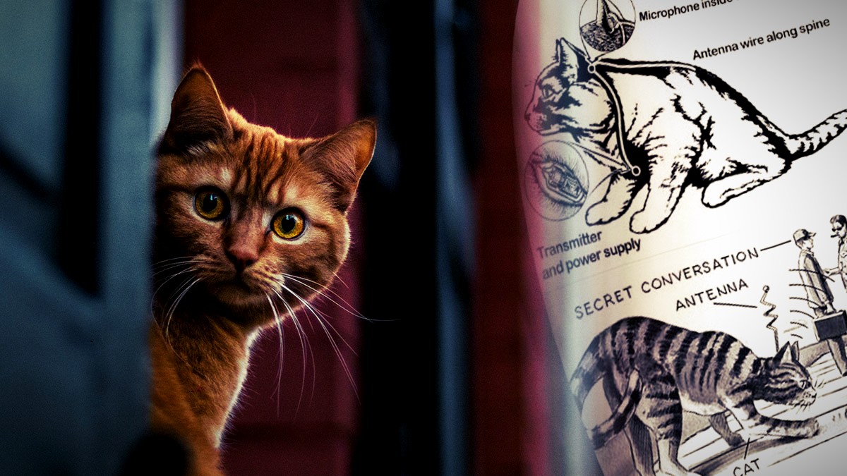 Operación Gatito Acústico: Cuando la CIA usó gatos espías