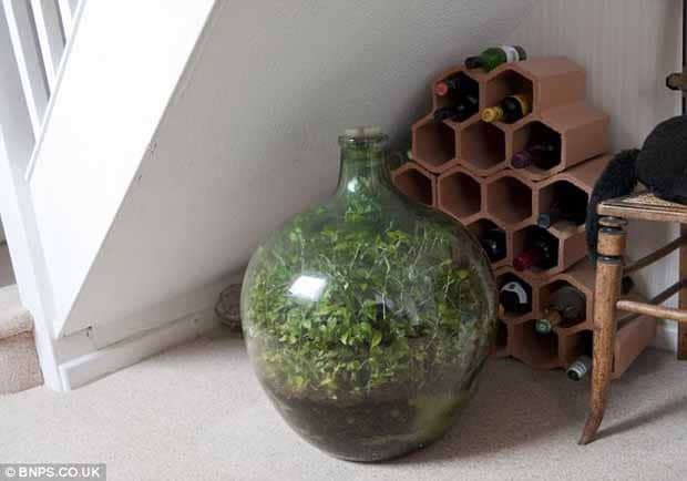 Un ecosistema en miniatura: el pequeño jardín de David Latimer