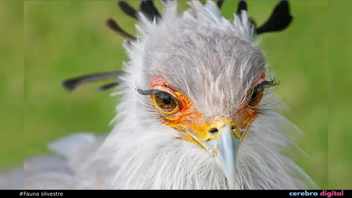 El ave secretaria: el pájaro que parece salido de una película de Disney