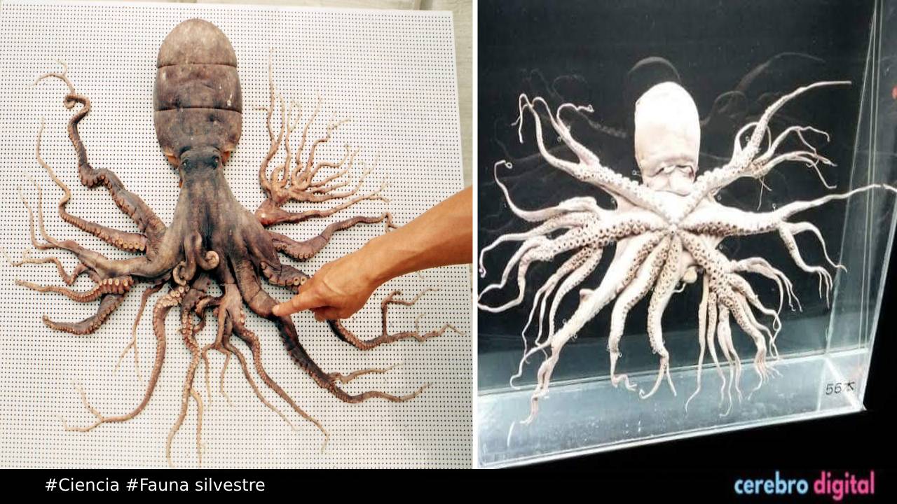 El misterioso pulpo con 96 tentáculos