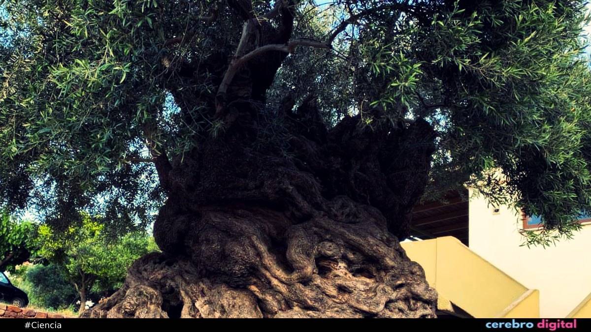 El olivo de Vouves: uno de los árboles más antiguos del mundo que sigue dando frutos