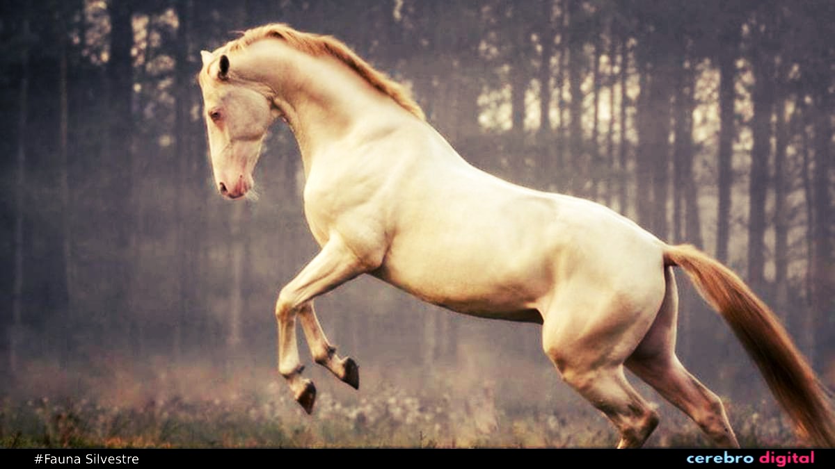 Los Akhal-Teke: un caballo que parece salido de un cuento de hadas