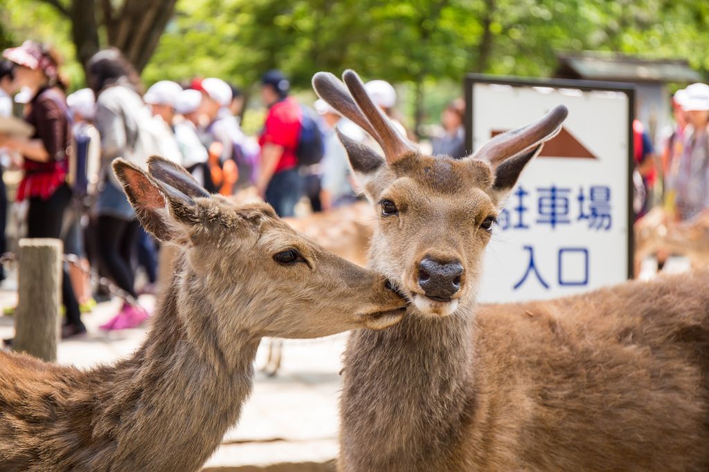 Ciervos miran la lluvia junto a los humanos en Japón