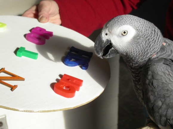 Alex: la fascinante historia del loro más inteligente del mundo 