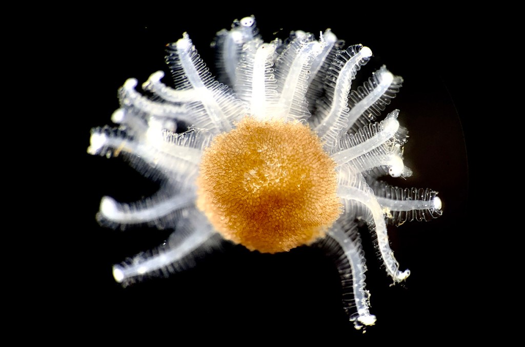 Identifican la sorprendente criatura marina avistada en Japón