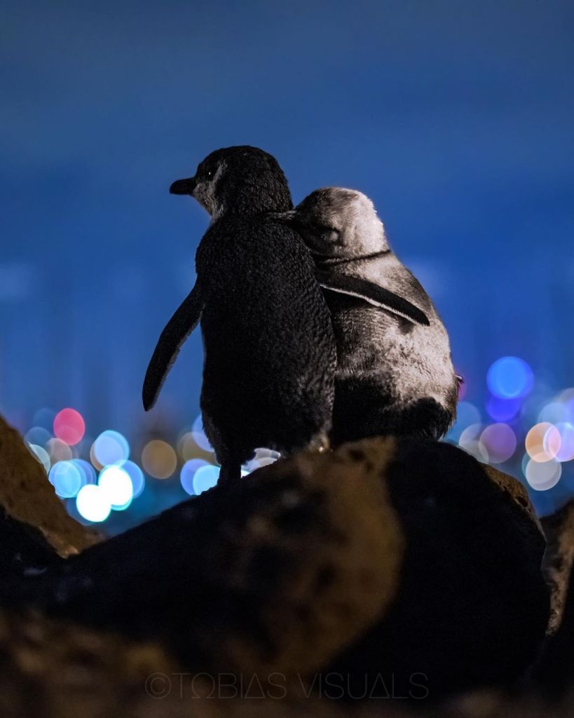 Pingüinos viudos se consuelan bajo la luz de la ciudad