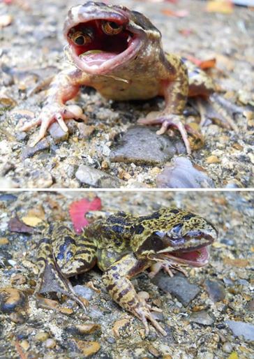Sapo con ojos en la boca: el enigma de una sorprendente fotografía