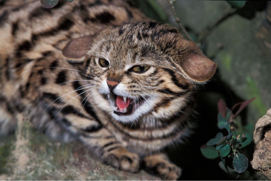 Black-Footed Cat: The World's Deadliest Feline