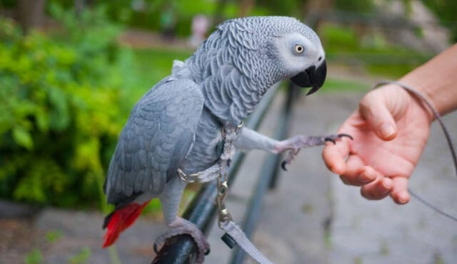 Alex: la fascinante historia del loro más inteligente del mundo 