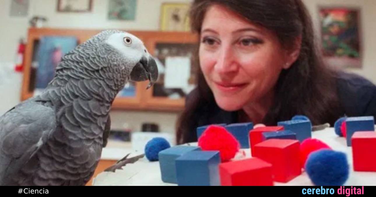 Alex: la fascinante historia del loro más inteligente del mundo