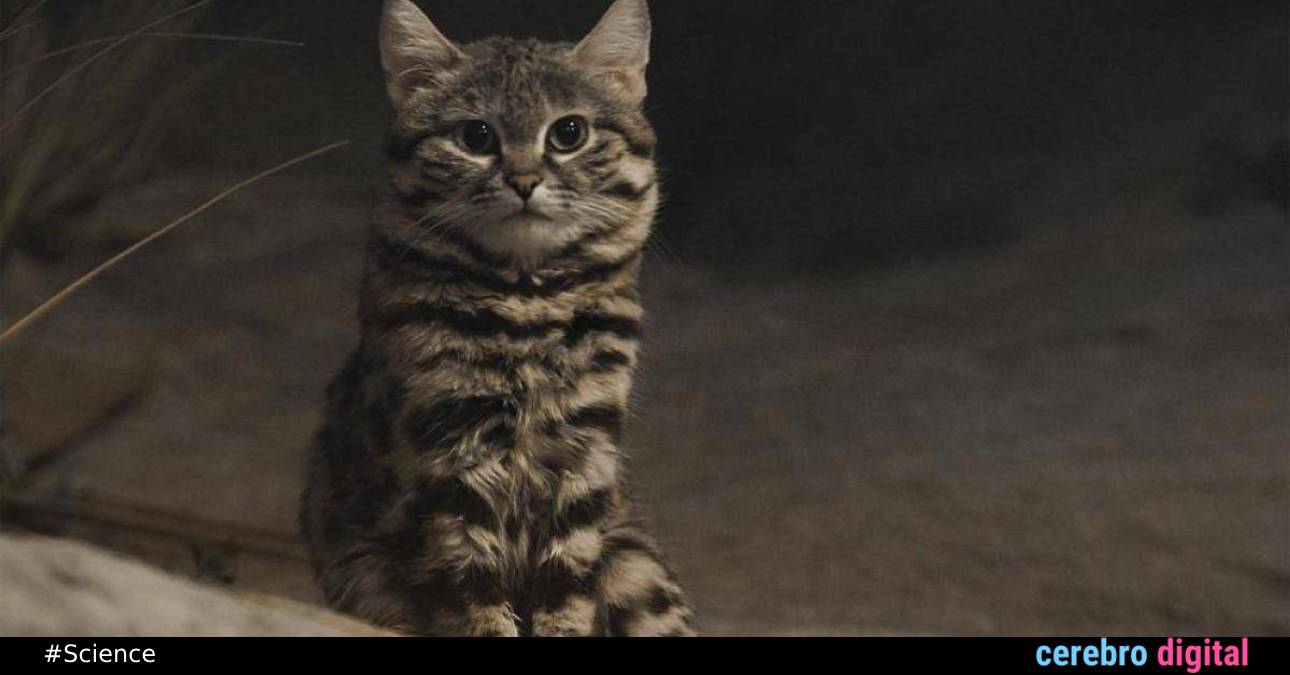 Black-Footed Cat: The World's Deadliest Feline