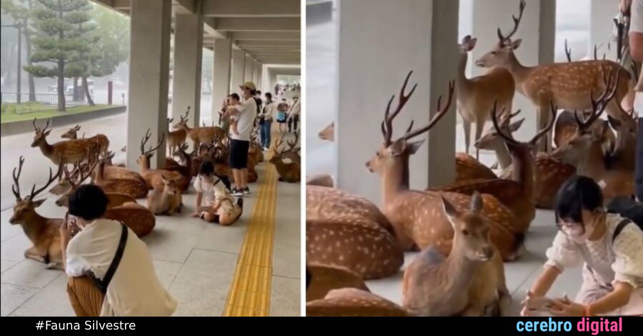 Ciervos miran la lluvia junto a los humanos en Japón