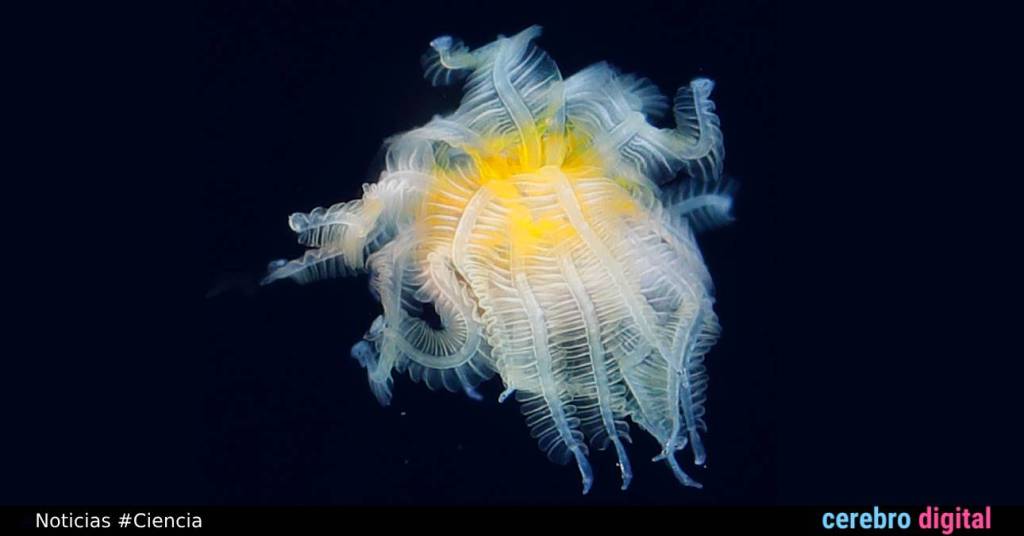 Identifican la sorprendente criatura marina avistada en Japón