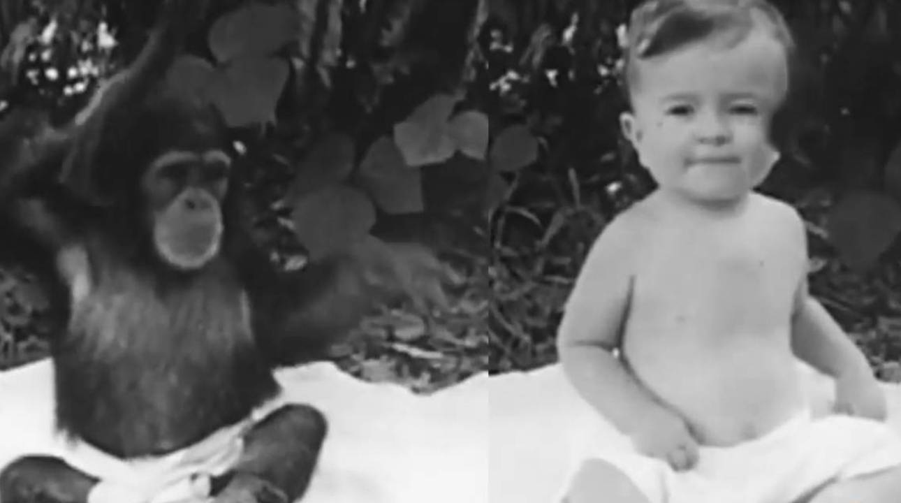 La historia de Gua: la chimpancé criada como un bebé humano