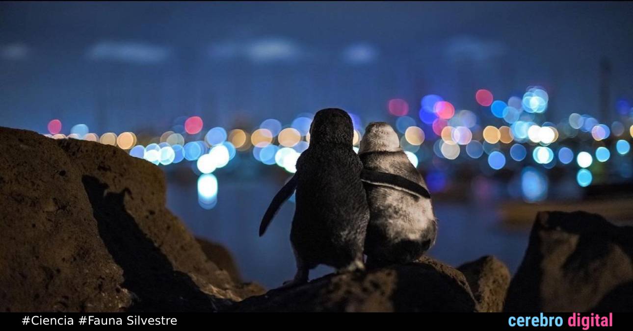 Pingüinos viudos se consuelan bajo la luz de la ciudad