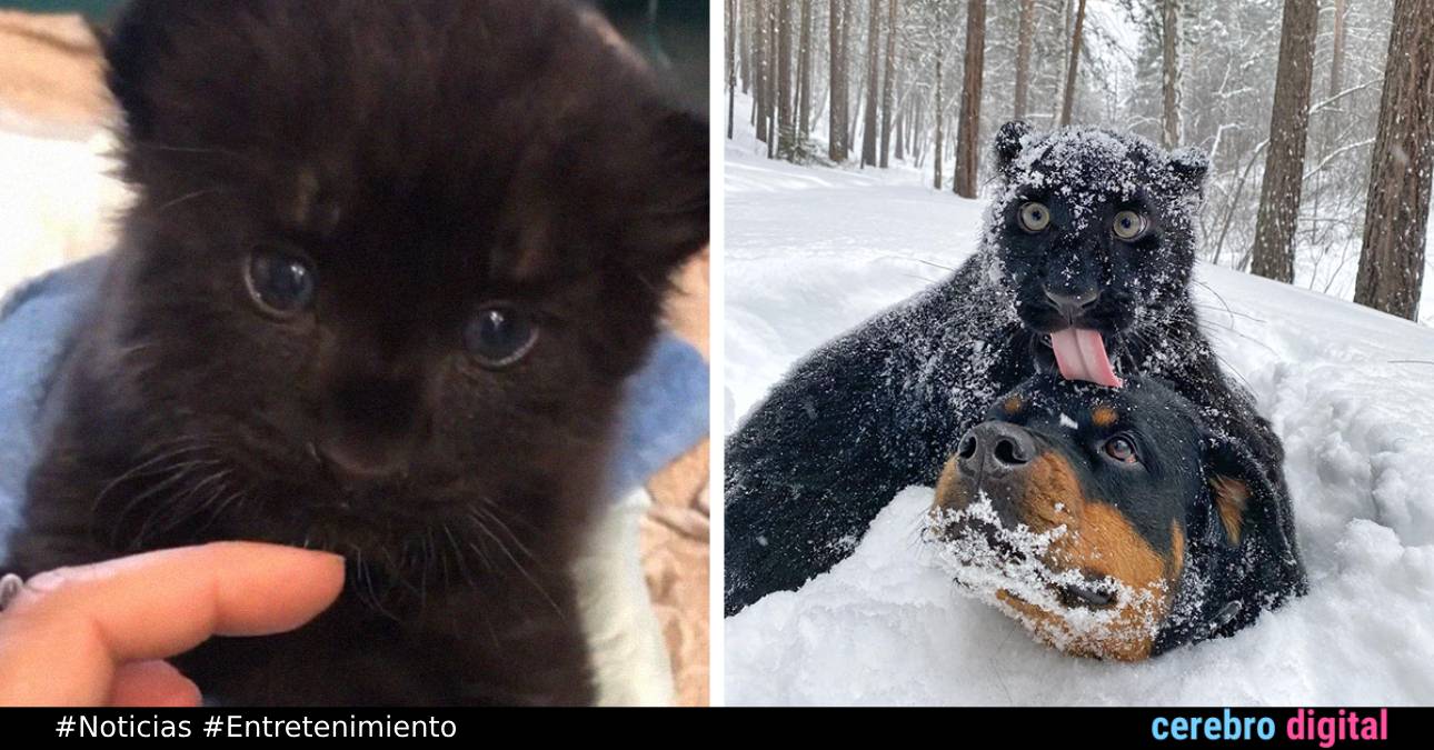 Rescató a un gatito abandonado ¡Que resultó ser una pantera!
