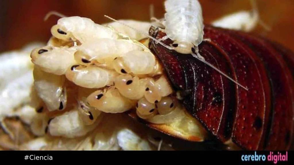 La Leche de cucarachas: ¿El Superalimento del Futuro?