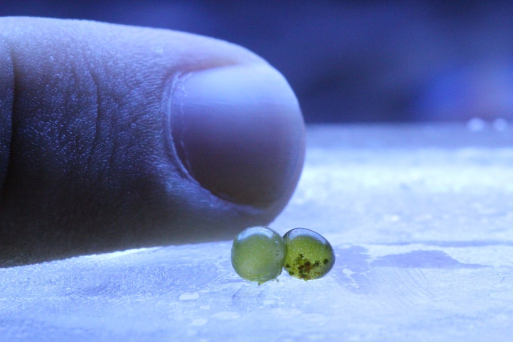 Los organismos unicelulares más grandes del mundo