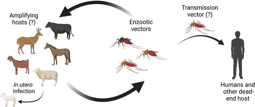 Cache Valley: otro virus transmitido por mosquitos que asusta a Estados Unidos