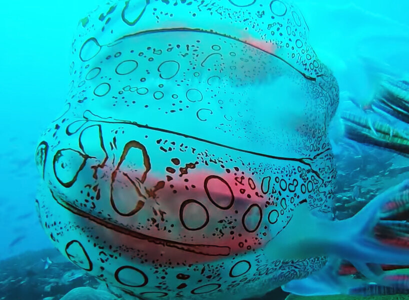 Una Medusa tan extraña que solo ha sido vista dos veces 2 Una Medusa tan extraña que solo ha sido vista dos veces