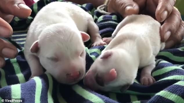 Cíclope: el perrito que nació con un solo ojo, dos lenguas y sin nariz