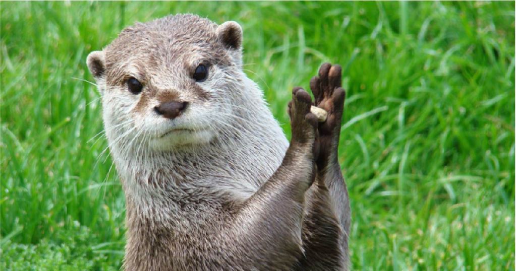 Otters and the Mystery of Their Favorite Stone 3 otters-and-the-mystery-of-their-favorite-stone-portada