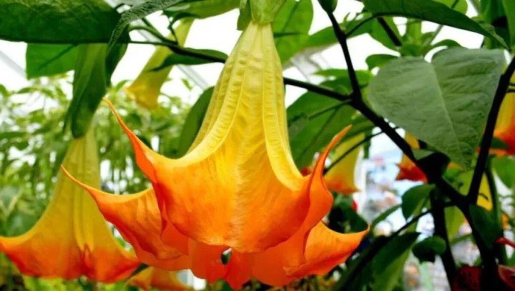 Una flor bella pero peligrosa: TikToker casi se envenena al oler una