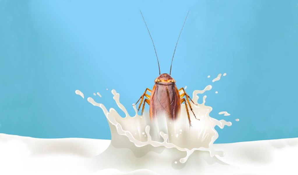 Cockroach Milk: The Superfood of the Future?