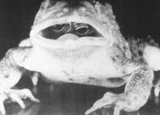 Frog with Eyes Inside Its Mouth: The Enigma of an Astonishing Photograph