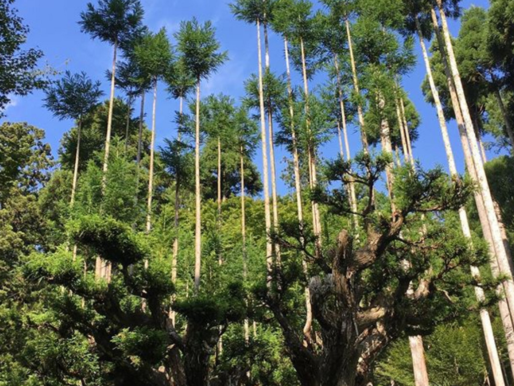 Producir madera sin talar árboles: el maligro japonés tiene 700 años