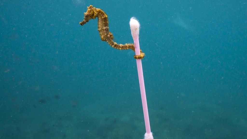 Contaminación: creían que era una medusa ¡Y resultó ser un implante mamario!