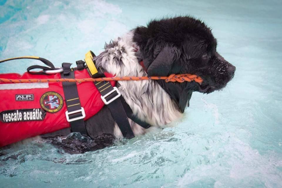 Perros Policías: la vida de los héroes de cuatro patas
