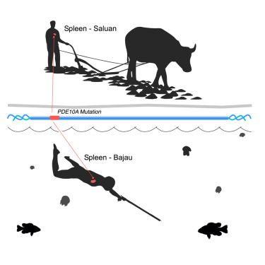 Los Bajau: humanos genéticamente adaptados para vivir en el mar 4 Los Bajau: humanos genéticamente adaptados para vivir en el mar