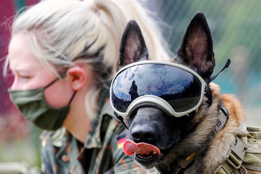Perros Policías: la vida de los héroes de cuatro patas