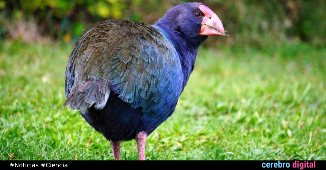 Así “resucitó” un ave prehistórica declarada extinta en el siglo XIX