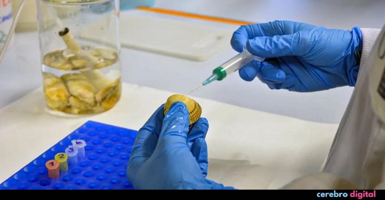 Cánceres contagiosos descubiertos en mariscos 1 -