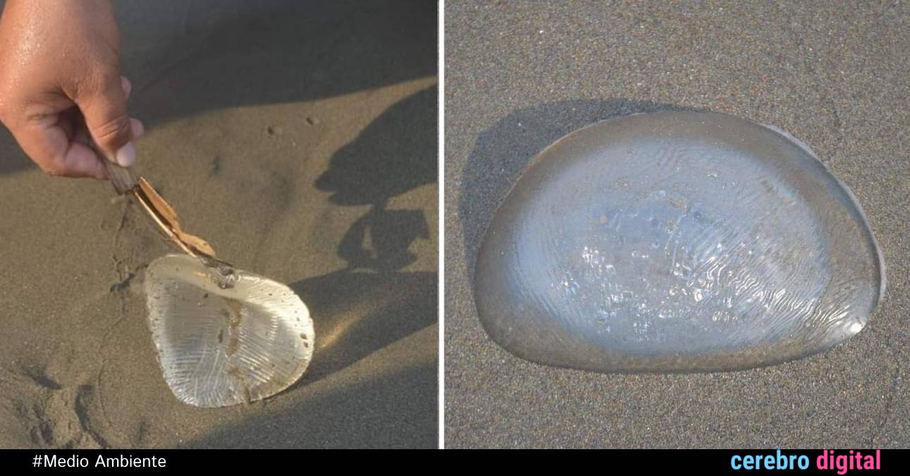 Contaminación: creían que era una medusa ¡Y resultó ser un implante mamario!
