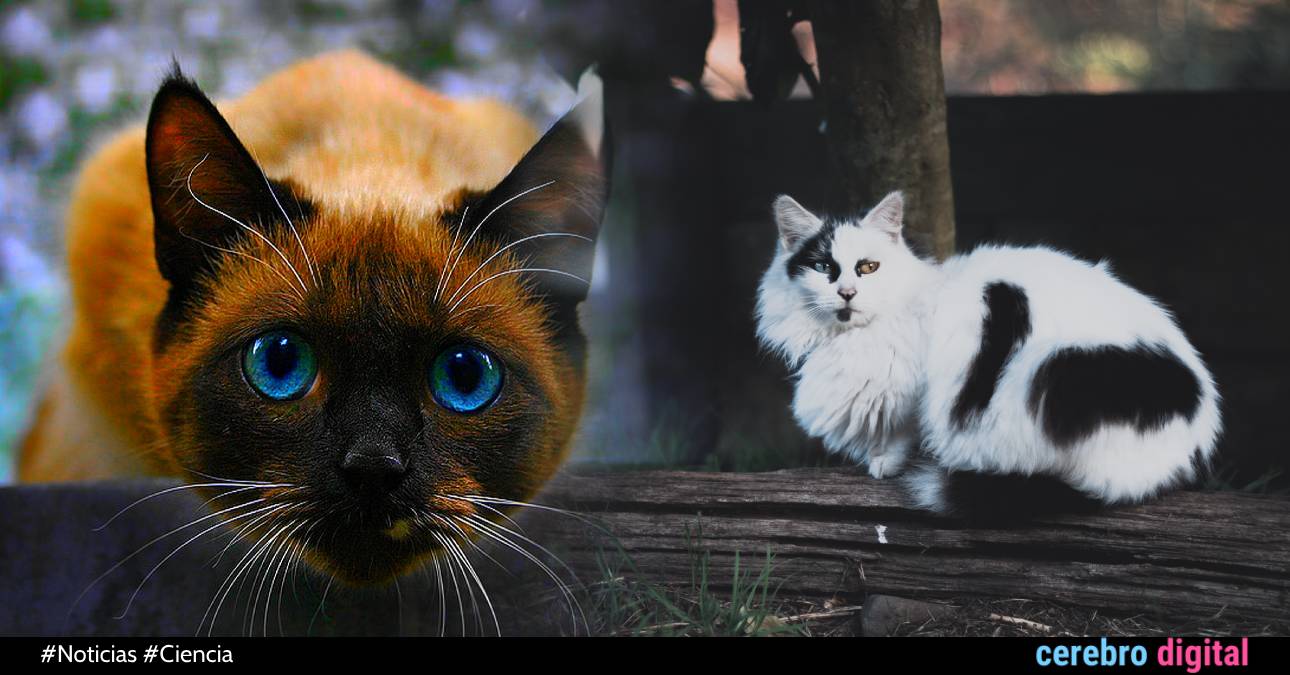 Los gatos son “perfectos” y bióloga evolutiva explica por qué