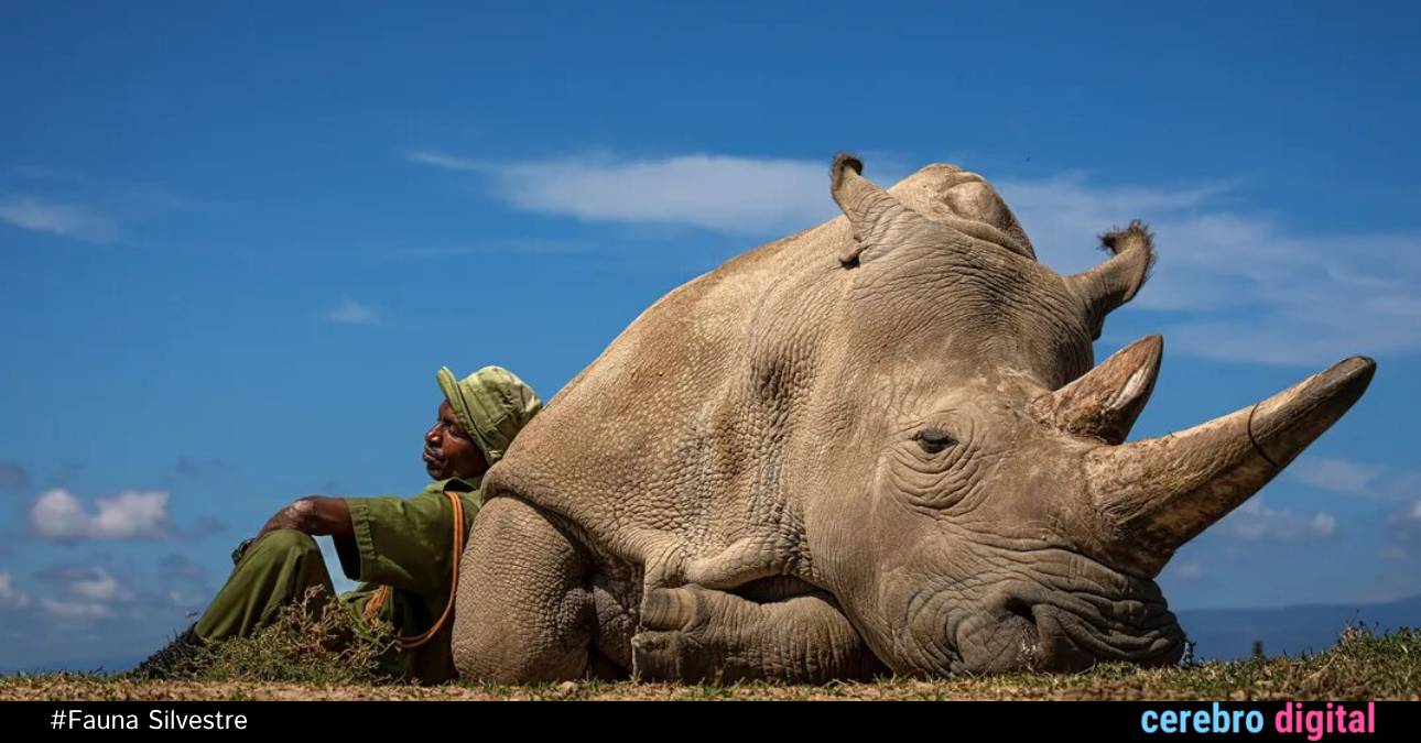 Los últimos dos rinocerontes blancos
