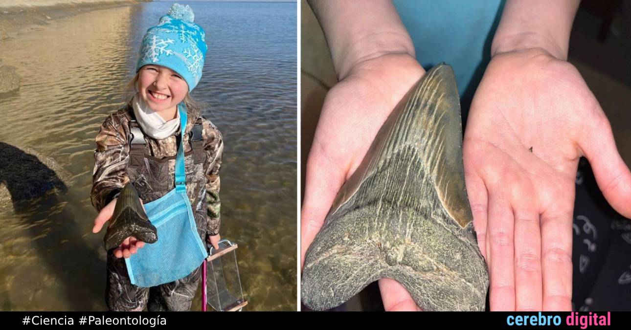 Niña de 9 años descubre un impresionante diente de Megalodón