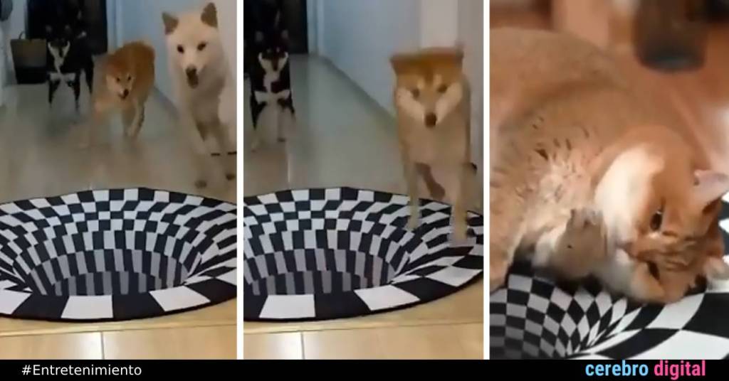 VIDEO: Perros y gatos: diferentes reacciones ante una ilusión óptica