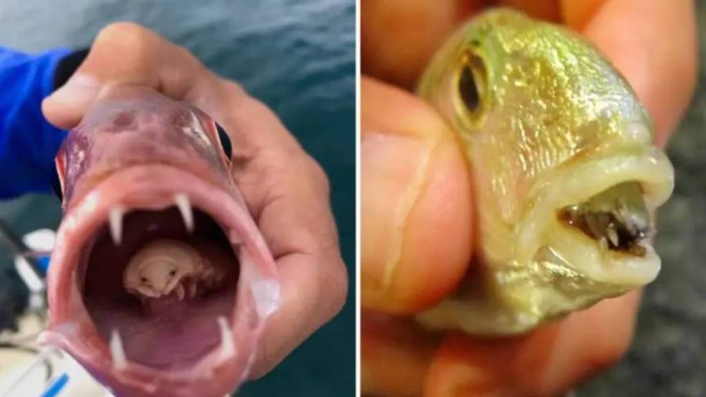 El perturbador parásito que SUSTITUYE la lengua de sus víctimas