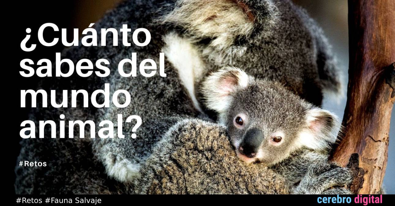 ¡Reto! ¿Cuánto sabes sobre el mundo animal? ¡Pruébalo con estas 6 preguntas!